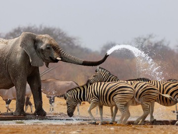 Elephant Sanctuary